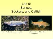 Lab 6: Senses, Suckers, and Catfish