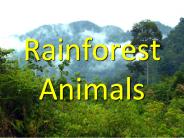 Rainforest Animals