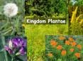 Kingdom Plantae PowerPoint PPT Presentation