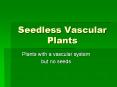 Seedless Vascular Plants PowerPoint PPT Presentation