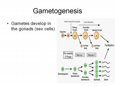 Gametogenesis