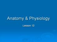 Anatomy
