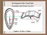 Development of the Neural Tube