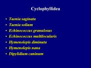 Cyclophyllidea