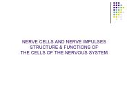 NERVE CELLS AND NERVE IMPULSES STRUCTURE