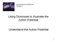 Using Dominoes to Illustrate the Action Potential PowerPoint PPT Presentation