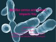 Bacillus cereus and How It Impacts You PowerPoint PPT Presentation