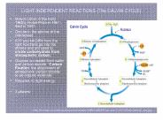 LIGHT INDEPENDENT REACTIONS (The CALVIN CYCLE)?