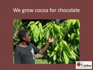 We grow cocoa for chocolate