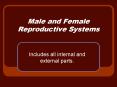Male and Female Reproductive Systems PowerPoint PPT Presentation