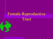 Female Reproductive Tract