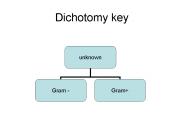 Dichotomy key