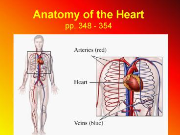 Anatomy of the Heart pp. 348 - 354