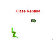 Class Reptilia