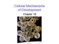 Cellular Mechanisms of Development PowerPoint PPT Presentation