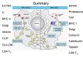 The Immune System PowerPoint PPT Presentation