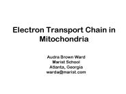 Electron Transport Chain in Mitochondria