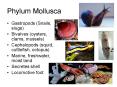 Phylum Mollusca PowerPoint PPT Presentation