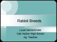 Rabbit Breeds PowerPoint PPT Presentation