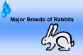 Major Breeds of Rabbits PowerPoint PPT Presentation
