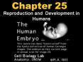 Reproduction and Development in Humans PowerPoint PPT Presentation