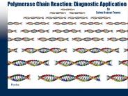 Polymerase Chain Reaction: Diagnostic Application