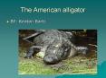 The American alligator PowerPoint PPT Presentation