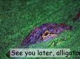 See you later, alligator. PowerPoint PPT Presentation