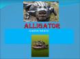 Alligator PowerPoint PPT Presentation
