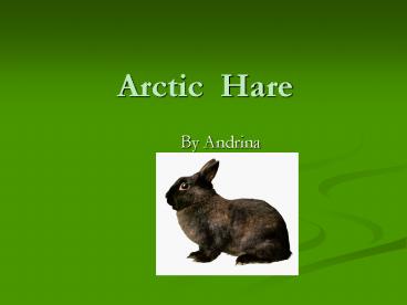 Arctic Hare