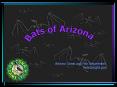 Bats of Arizona PowerPoint PPT Presentation