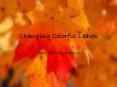 Changing Colorful Leaves PowerPoint PPT Presentation