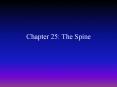 Chapter 25: The Spine PowerPoint PPT Presentation