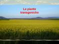 Le piante transgeniche PowerPoint PPT Presentation