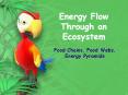 Energy Flow Through an Ecosystem PowerPoint PPT Presentation