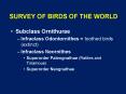 SURVEY OF BIRDS OF THE WORLD PowerPoint PPT Presentation