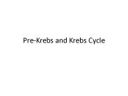 Pre-Krebs and Krebs Cycle