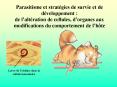 Parasitisme et strat PowerPoint PPT Presentation