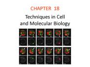 Techniques in Cell