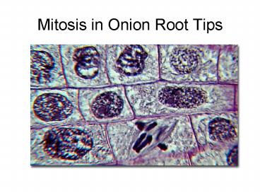 Mitosis in Onion Root Tips