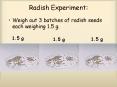 Radish Experiment: PowerPoint PPT Presentation