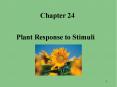 Plant Response to Stimuli PowerPoint PPT Presentation