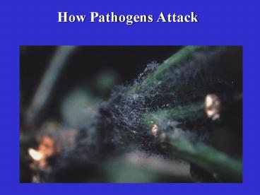 How Pathogens Attack