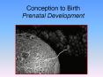 Conception to Birth Prenatal Development PowerPoint PPT Presentation