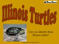 Can you identify these Illinois turtles? PowerPoint PPT Presentation
