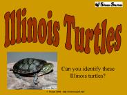 Can you identify these Illinois turtles?