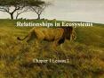 Relationships in Ecosystems PowerPoint PPT Presentation
