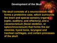 Development of the Skull PowerPoint PPT Presentation