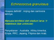 Echinococcus granulosus
