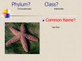 Phylum?Class? PowerPoint PPT Presentation